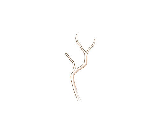 bonsai branch